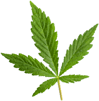https://cannabooks.net/wp-content/uploads/2018/12/marijuana_leaf.png